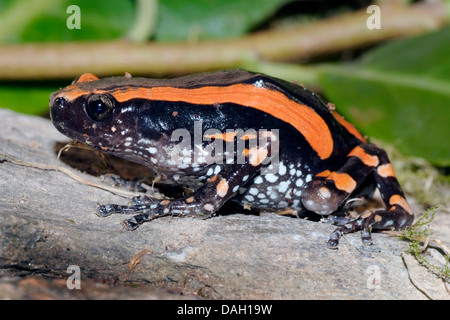 Red-banded Crevice Creeper, Red-banded rubber frog (Phrynomantis bifasciatus, Phrynomerus bifasciatus), on a branch Stock Photo