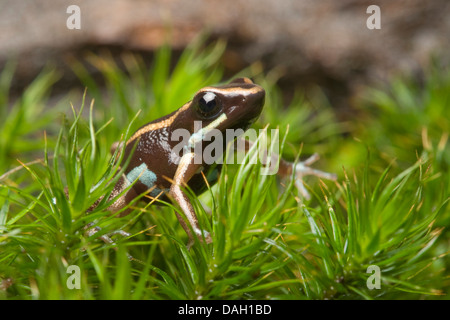 lovely poison-dart frog, lovely poison frog (Phyllobates lugubris), on moss Stock Photo