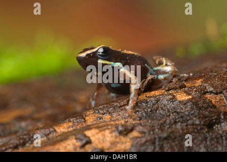 lovely poison-dart frog, lovely poison frog (Phyllobates lugubris) Stock Photo