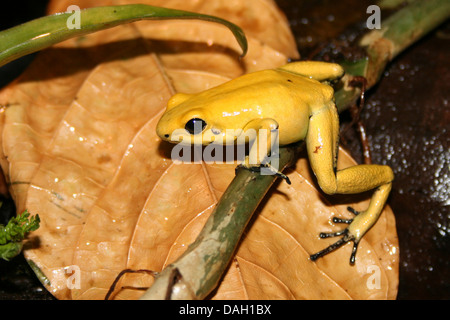 golden poison frog (Phyllobates terribilis), on brown leaf Stock Photo