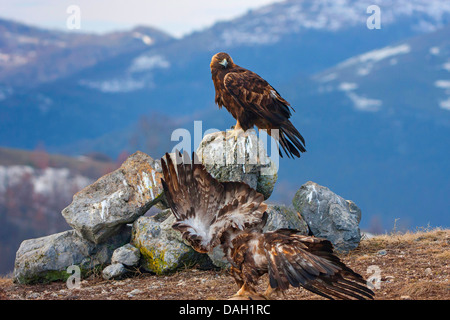 Eagle Sitting On A Rock In The Mountains Ink Black And