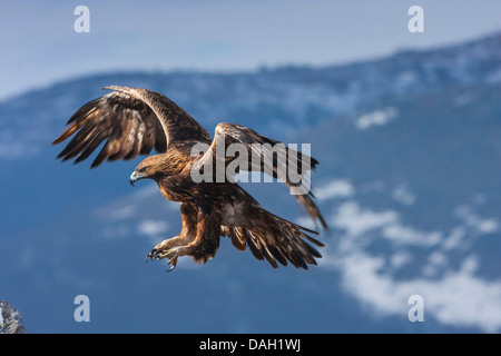 golden eagle (Aquila chrysaetos), landing, Bulgaria, Sredna Gora, Sliven Stock Photo