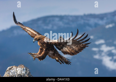 golden eagle (Aquila chrysaetos), landing on a rock, Bulgaria, Sredna Gora, Sliven Stock Photo