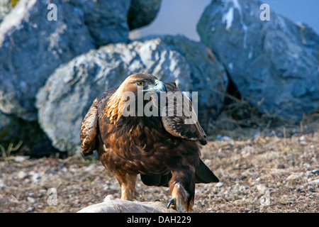 golden eagle (Aquila chrysaetos), sitting on the prey, Bulgaria, Sredna Gora, Sliven Stock Photo