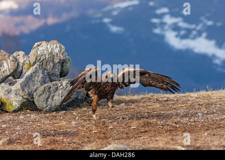 golden eagle (Aquila chrysaetos), landing on the ground, Bulgaria, Sredna Gora, Sliven Stock Photo