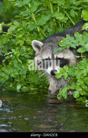 common raccoon (Procyon lotor), 5 months old male standing brooksides, Germany Stock Photo