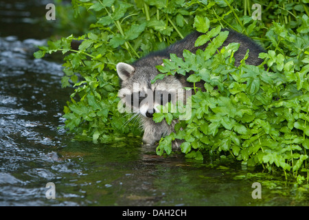 common raccoon (Procyon lotor), 5 months old male walking brooksides, Germany Stock Photo