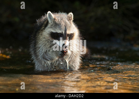 common raccoon (Procyon lotor), 5 months old male sitting in the water, Germany Stock Photo