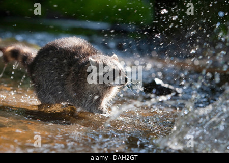 common raccoon (Procyon lotor), 5 months old male romping in the creek, Germany Stock Photo