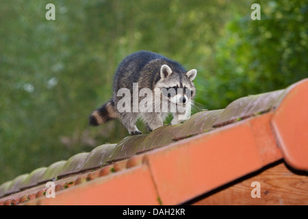 common raccoon (Procyon lotor), 5 months old male walking on a roof, Germany Stock Photo