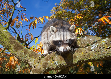 common raccoon (Procyon lotor), six month old male climbing in a tree, Germany Stock Photo