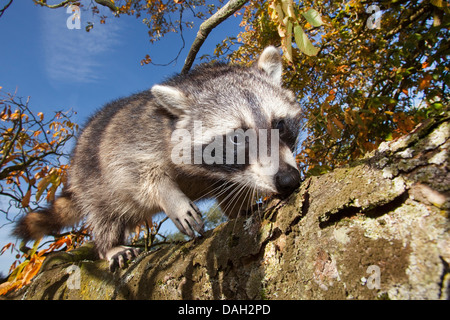 common raccoon (Procyon lotor), six month old male climbing in a tree, Germany Stock Photo