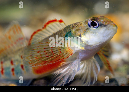Variegate darter (Etheostoma variatum), portrait of a male spawning colouration Stock Photo