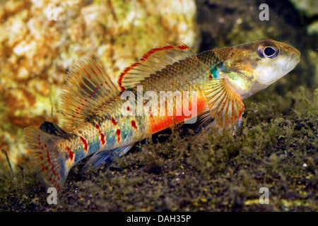 Variegate darter (Etheostoma variatum), portrait of a male spawning colouration Stock Photo