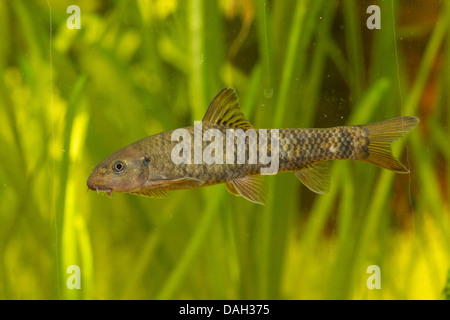 doctor fish (Garra rufa), swimming in front of water plants Stock Photo