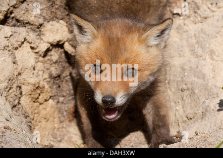 red fox (Vulpes vulpes), whelp looking out of the den, Germany Stock Photo