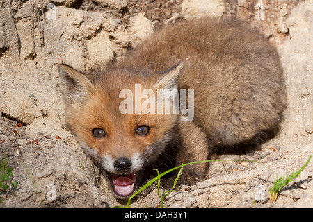 red fox (Vulpes vulpes), whelp on soil ground, Germany Stock Photo