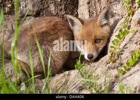 red fox (Vulpes vulpes), whelp on sandy soil ground, Germany Stock Photo