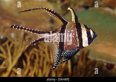 Banggai cardinal fish (Pterapogon kauderni), swimming Stock Photo