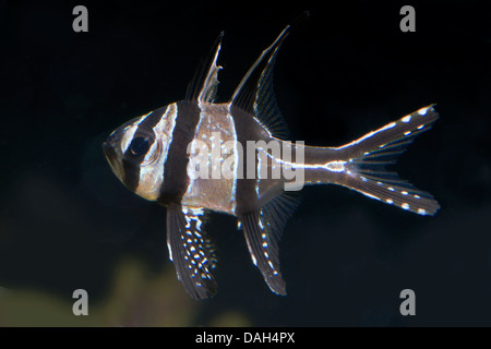 Banggai cardinal fish (Pterapogon kauderni), swimming Stock Photo