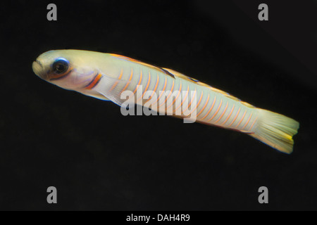 Dartfish (Ptereleotris zebra), swimming Stock Photo