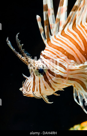 red firefish, lionfish, devil firefish, fireworkfish, red lionfish (Pterois volitans), portrait Stock Photo