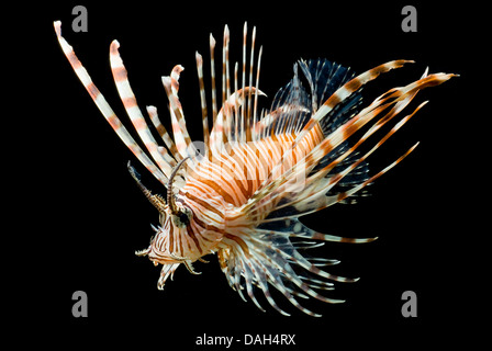 red firefish, lionfish, devil firefish, fireworkfish, red lionfish (Pterois volitans), swimming Stock Photo