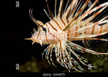 red firefish, lionfish, devil firefish, fireworkfish, red lionfish (Pterois volitans), swimming Stock Photo