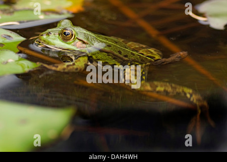 marsh frog, lake frog (Rana ridibunda, Pelophylax ridibundus), swimming in water, Germany Stock Photo