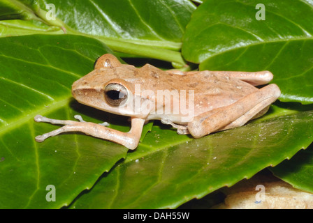 white lipped treefrog (Rhacophorus leucomystax, Polypedates leucomystax), on a leaf Stock Photo