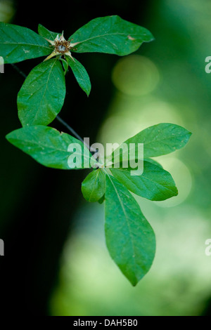 medlar (Mespilus germanica), branch with withered flower, Germany Stock Photo