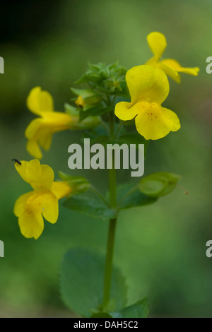 yellow monkeyflower (Mimulus guttatus), blooming, Germany Stock Photo