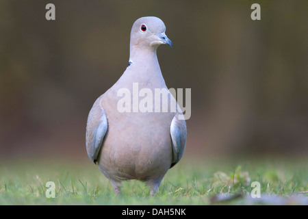 collared dove (Streptopelia decaocto), in a meadow, Belgium Stock Photo