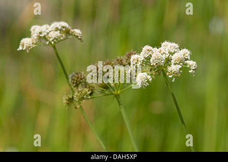 parsley water-dropwort (Oenanthe lachenalii), blooming, Germany Stock Photo