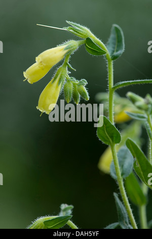 Onosma (Onosma arenaria), blooming, Germany Stock Photo