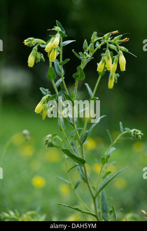 Onosma (Onosma arenaria), blooming, Germany Stock Photo