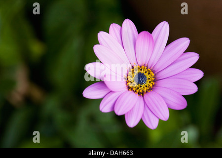Osteospermum jucundum 'Killerton Pink' flower in the garden. Cape daisy. African daisy. Stock Photo