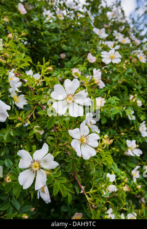 Wild dog rose, Rosa canina, in flower, growing in hedgerow. Stock Photo