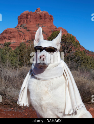 White German Shepherd wearing sunglasses and scarf, with Bell Rock in the distance Stock Photo