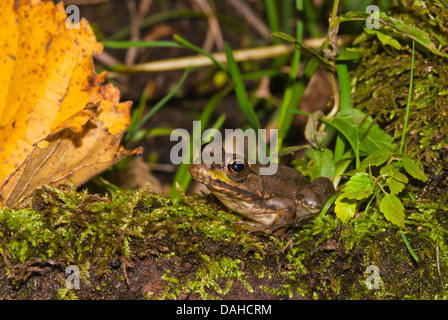 Green frog (Lithobates clamitans) sitting on a moss covered log, Frontenac Provincial Park, Ontario Stock Photo