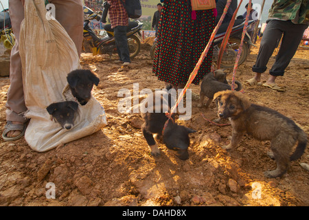 Puppies for sale at Can Cau market, near Bac Ha, Vietnam. Mature dogs invariably end up on the dinner plate in Vietnam. Stock Photo