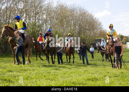 Thoroughbred horses point to point Equus ferus caballus Stock Photo