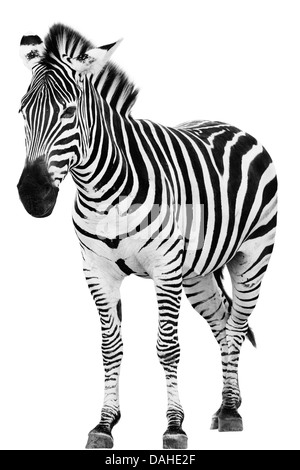 Young male zebra isolated on white background Stock Photo