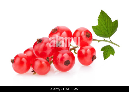 Red currants and green leaves still life isolated on white background Stock Photo