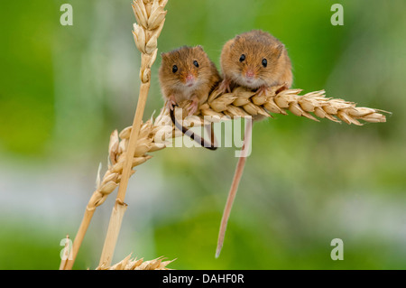 harvest mice,micromys minutus on ears of corn Stock Photo