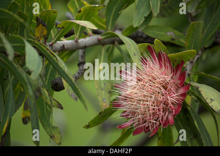 A Drakensberg Sugarbush flower. Stock Photo