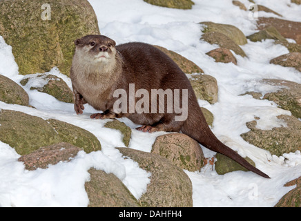 Oriental small-clawed otter / Aonyx cinerea Stock Photo