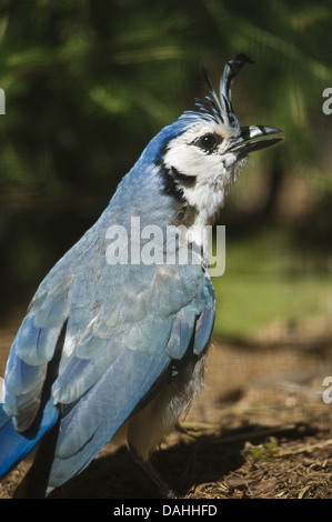 white-throated magpie-jay, calocitta formosa Stock Photo