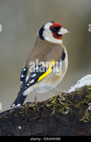 european goldfinch, carduelis carduelis Stock Photo