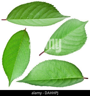 Cherries leaves isolated on a white background. Stock Photo